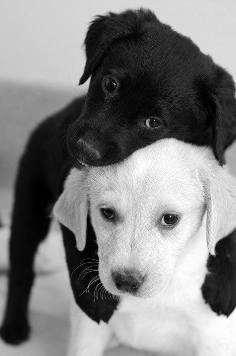 Cute Puppy Black and White Logo - cute black and white puppies | Animal Love | Cute puppies, Puppies ...