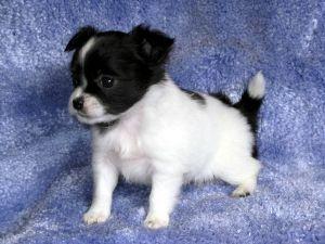 Cute Puppy Black and White Logo - Cute Puppy Dogs: chihuahua puppies black and white