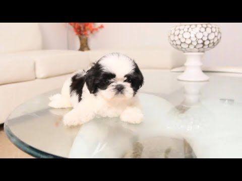 Cute Puppy Black and White Logo - Black & White SHih Tzu puppy | TOO CUTE - YouTube