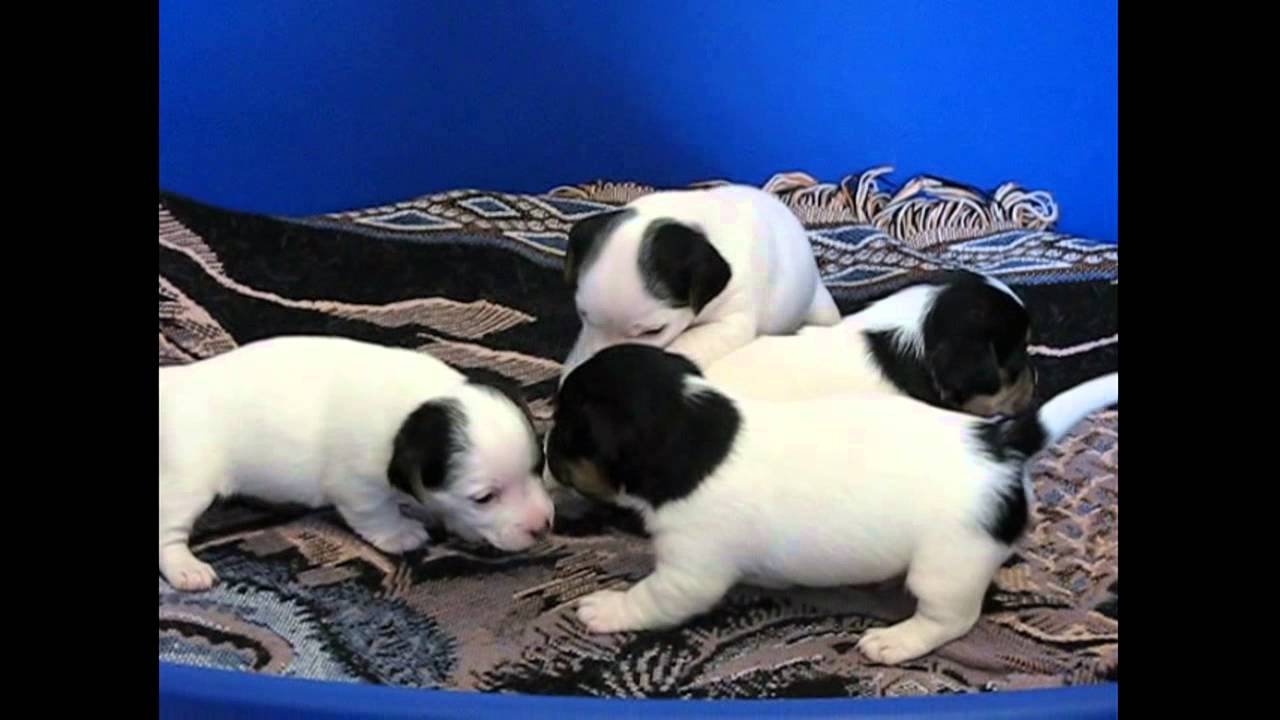 Cute Puppy Black and White Logo - cute white black puppies - YouTube