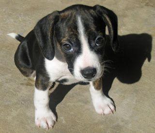 Cute Puppy Black and White Logo - Cute Puppy Dogs: black and white beagle puppies. Black & White