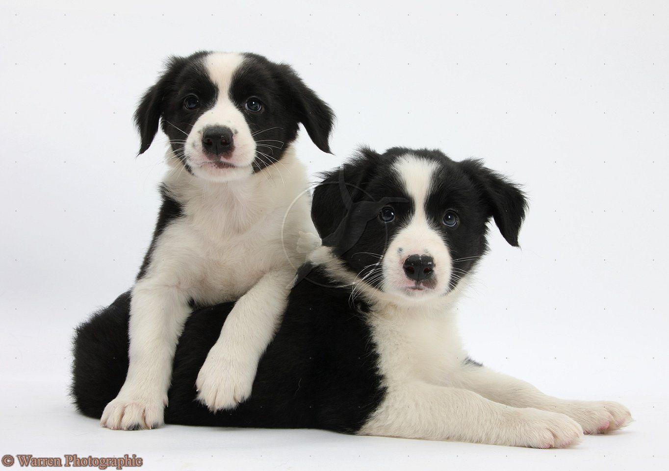 Cute Puppy Black and White Logo - Cute Puppy Dogs: border collie puppies