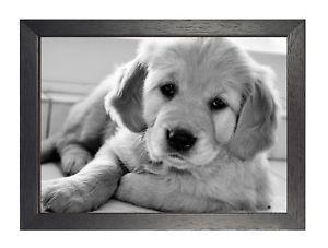 Cute Puppy Black and White Logo - Golden Retriever Puppy Black and White Poster Cute Animal Fun Sweet ...