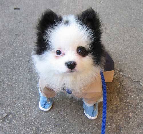 Cute Puppy Black and White Logo - Cute Puppy Dogs: black and white pomeranian puppies