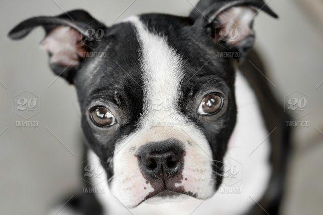 Cute Puppy Black and White Logo - Lula (11 weeks old) - Close-up of a Boston terrier puppy - portrait ...