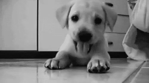 Cute Puppy Black and White Logo - Puppy GIFs | Tenor