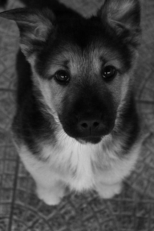 Cute Puppy Black and White Logo - Black and White German Shepherd. Grey And Black German Shepherd