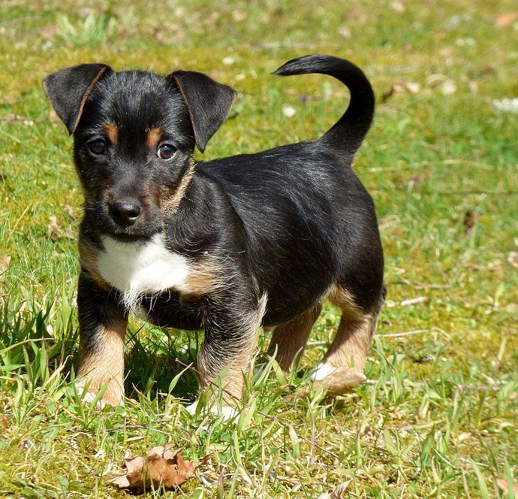 Cute Puppy Black and White Logo - Royalty-Free photo: Short-coated black, brown, and white puppy on ...