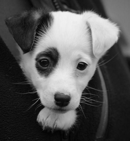 Cute Puppy Black and White Logo - Jack Russell Terrier (Black Patch) on Ear and Eye! #JackRussell #Dog