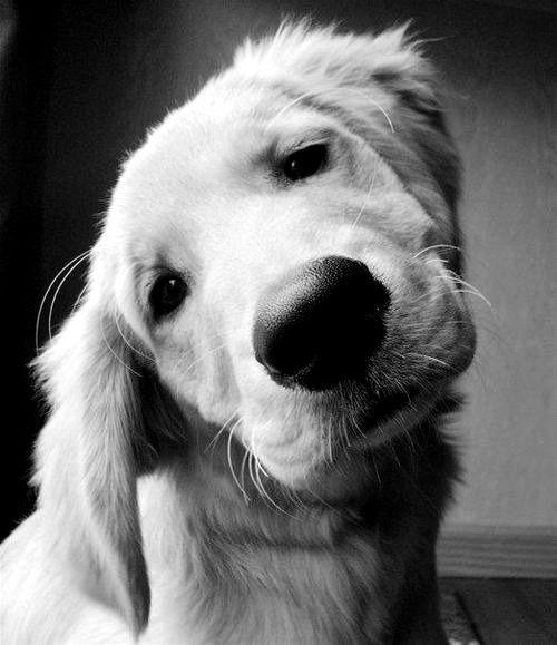 Cute Puppy Black and White Logo - dog photography animals cute adorable Black and White tumblr eyes ...