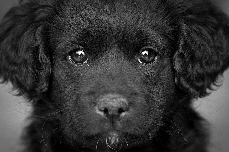 Cute Puppy Black and White Logo - The Cutest Puppies in the World (18 photos)