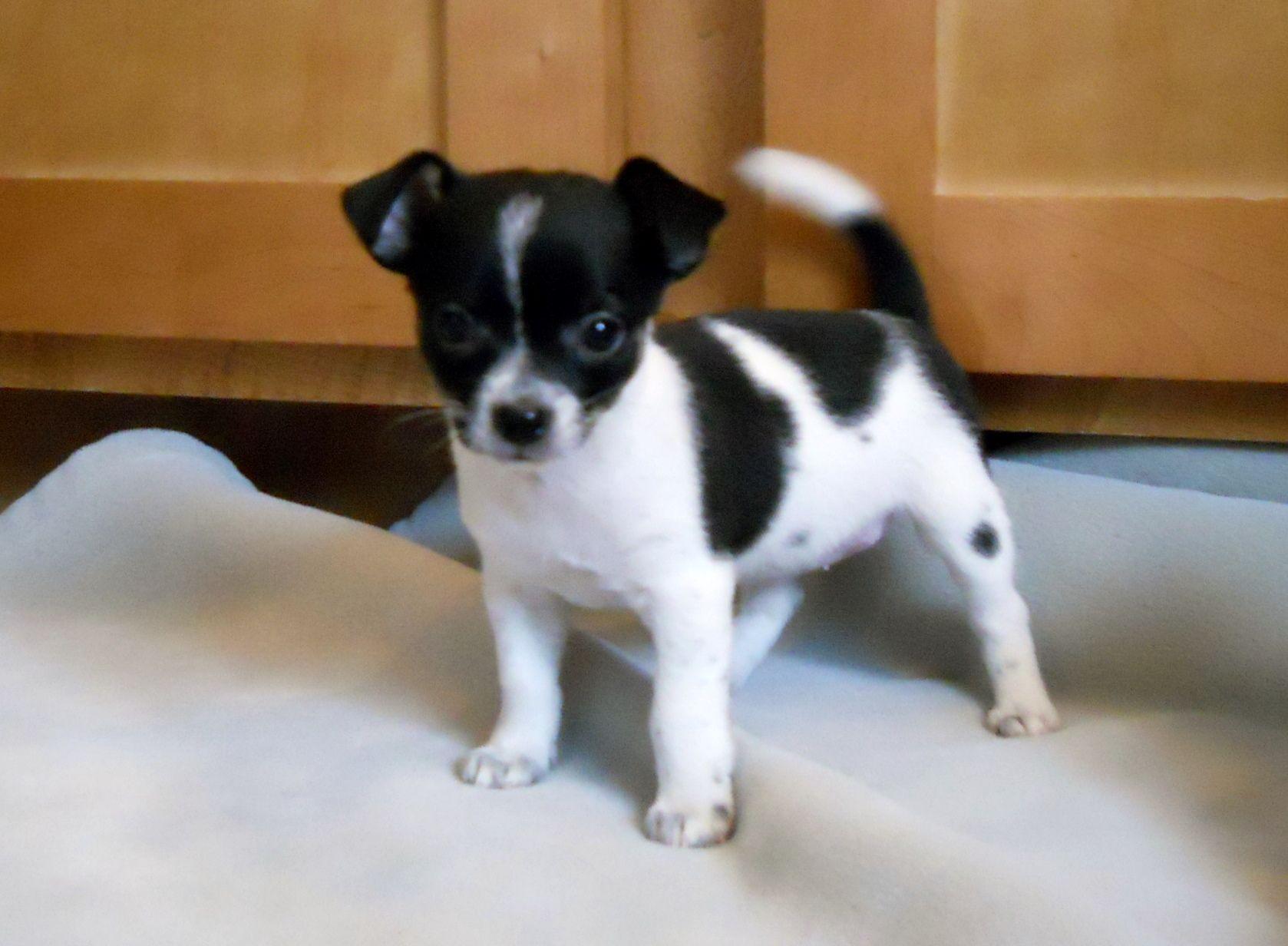 Cute Puppy Black and White Logo - Teacup Chihuahua - love the black and white. reminds me of Lola | L ...