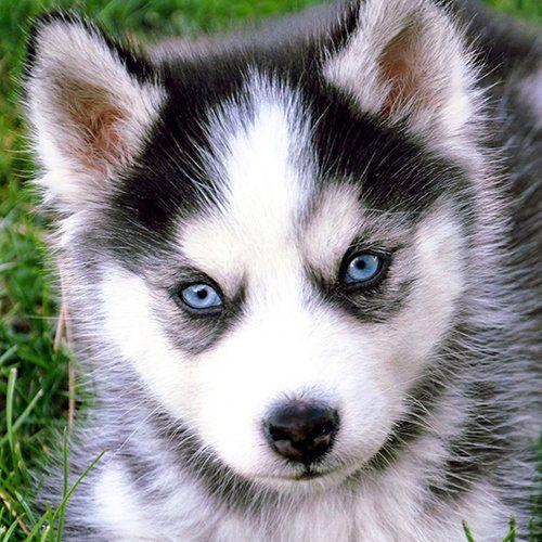 Cute Puppy Black and White Logo - Cute Husky Puppy Dog Blue Eyes Grey White Black Green Photo Print ...