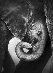 Elephant Black and White Logo - Large Framed Print Mother & Baby Black & White Picture