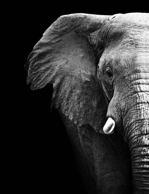 Elephant Black and White Logo - Black and White Elephant Canvas Art Print