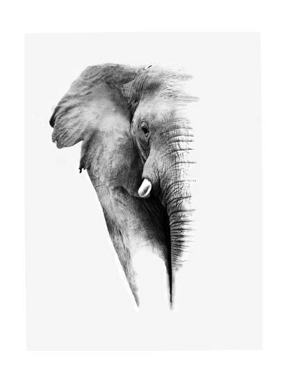 Elephant Black and White Logo - Artistic Black And White Elephant Posters