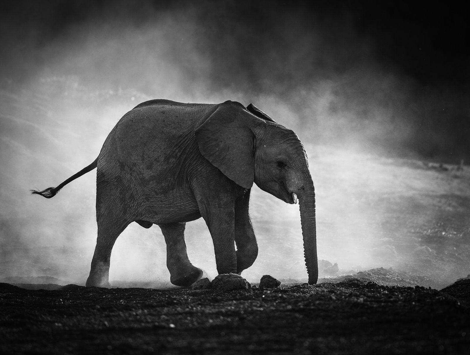 Elephant Black and White Logo - 500px Blog » » Tips and Tricks For Black and White Wildlife Photography