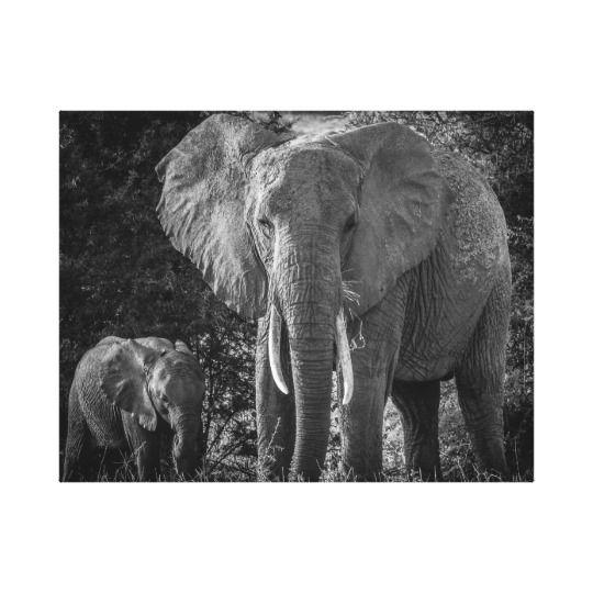 Elephant Black and White Logo - MOTHER & BABY ELEPHANTS & WHITE CANVAS PRINT. Zazzle.co.uk