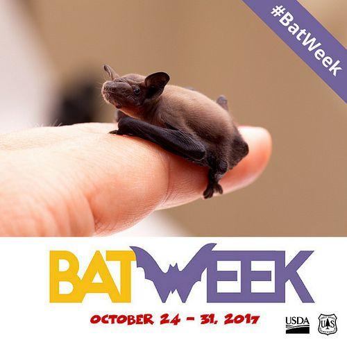 Small USDA Logo - Celebrating Bat Benefits during Bat Week!