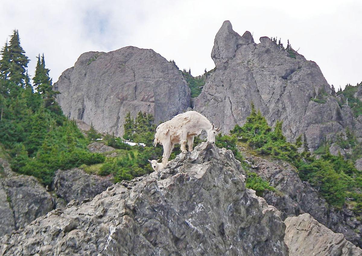 Mountain Goat Football Logo - Proposed plan would relocate mountain goats to North Cascades | News ...