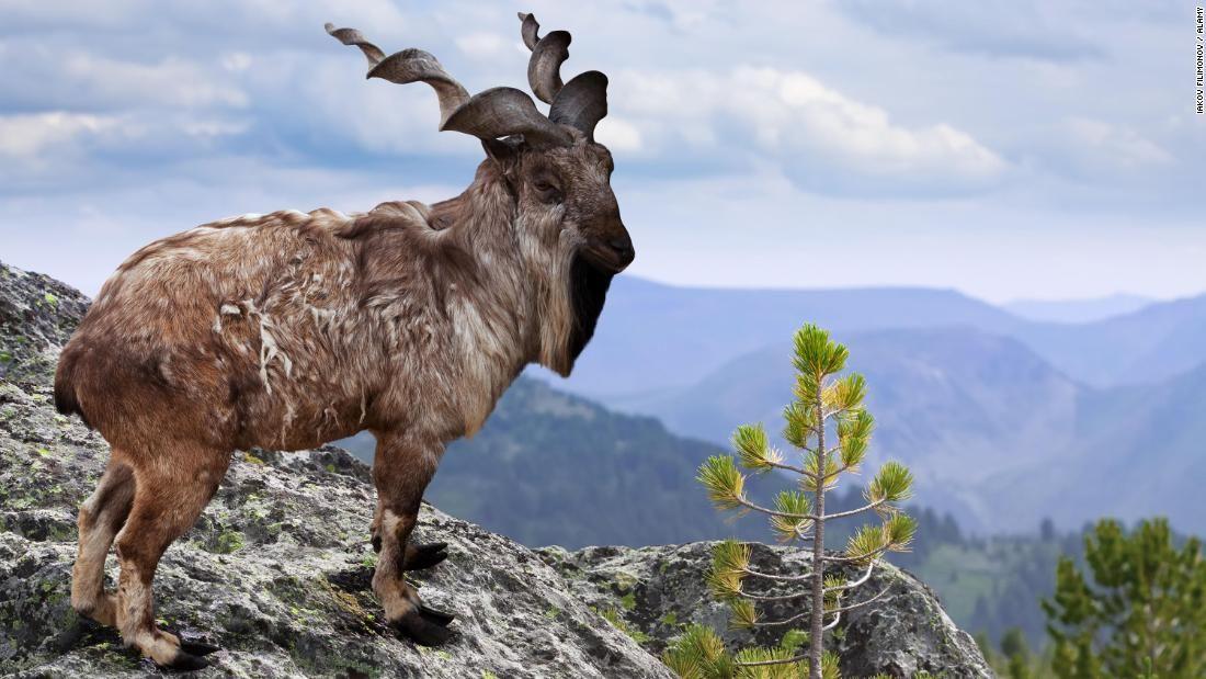 Mountain Goat Football Logo - Bryan Harlan, US trophy hunter, 'pays $110k' to kill rare mountain ...