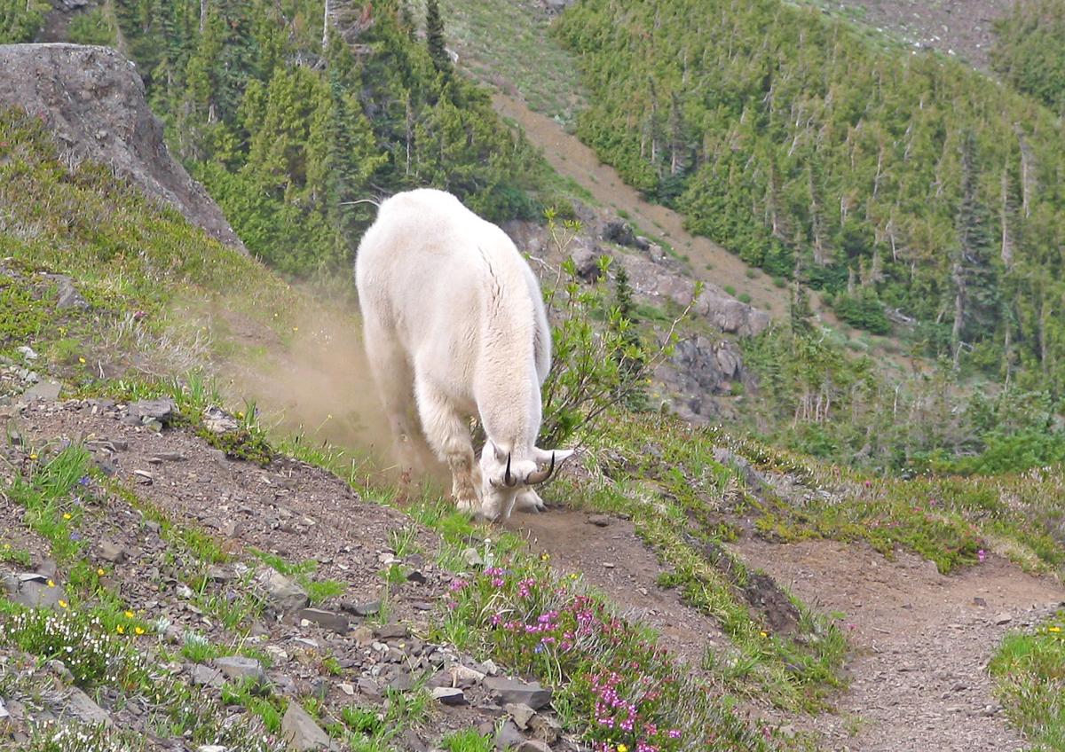 Mountain Goat Football Logo - Proposed plan would relocate mountain goats to North Cascades. News