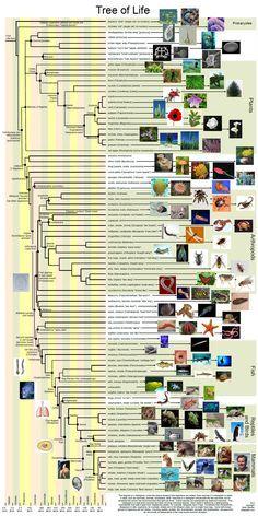 Evilution DuckDuckGo Logo - 75 Best Evolution images | Human evolution, History, Science