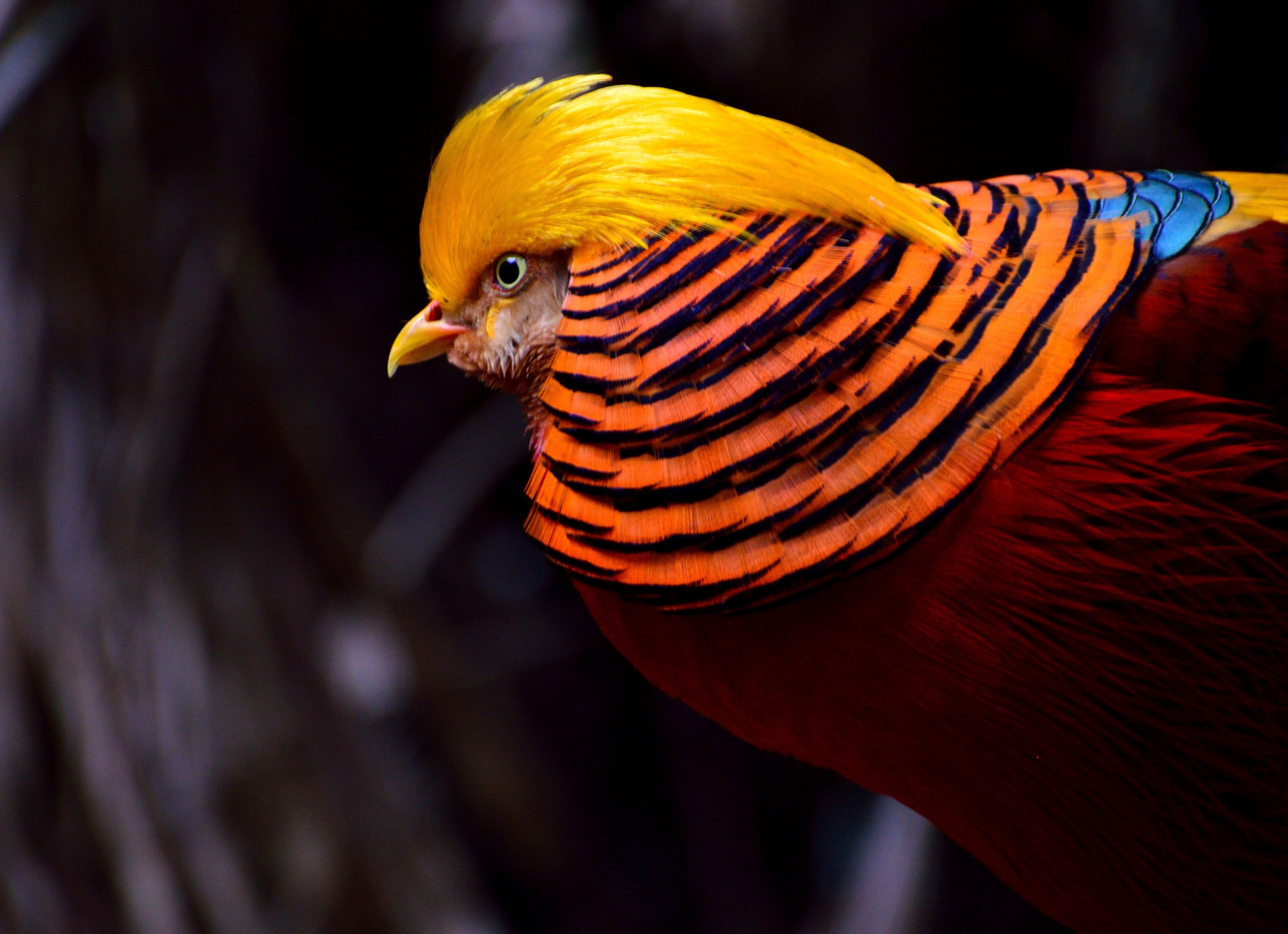 Red and Yellow Chicken Logo - Red and Yellow Chicken · Free Stock Photo