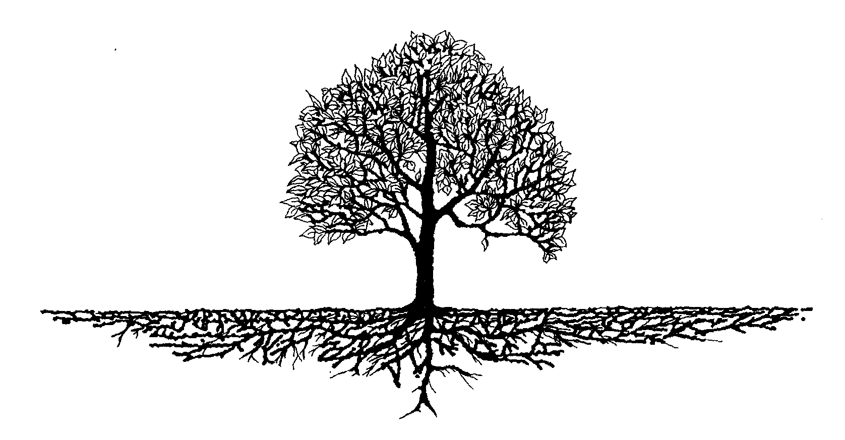 Black and White Tree with Roots Logo - Tree with roots banner library stock black and white - RR collections