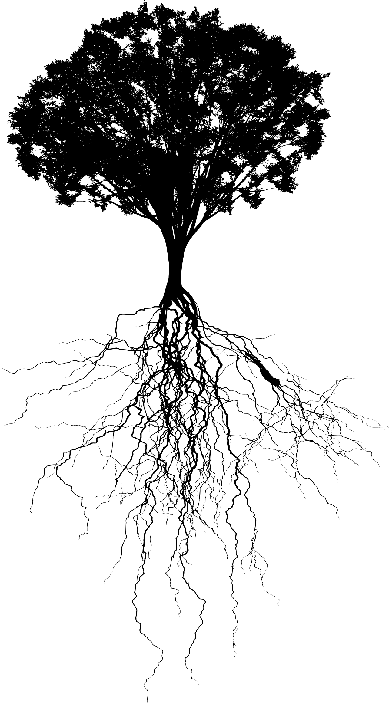 Black and White Tree with Roots Logo - 20 Roots png for free download on YA-webdesign