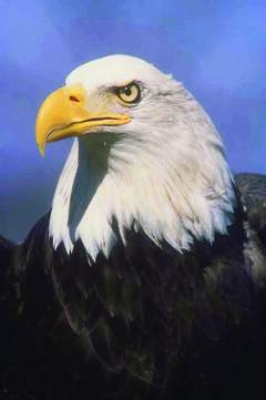 Postal Eagle Logo - Do Bald Eagles Smile? No, They Do Not – So Why Did Our US Postal ...