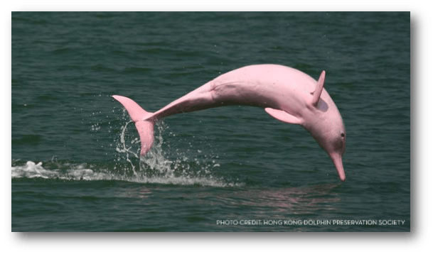 Transparent Pink Dolphin Logo - Pink Dolphins Going Extinct | East Side News