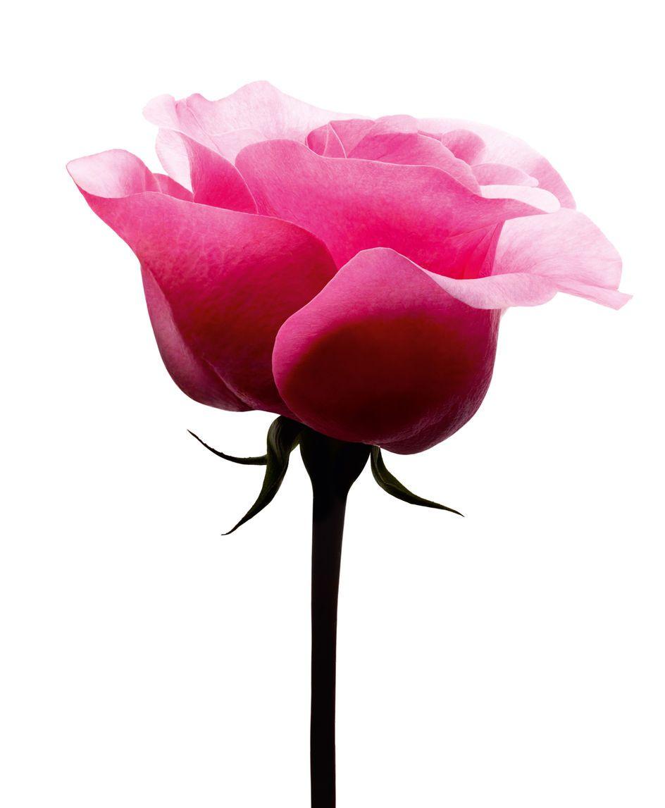 Lancome Flower Logo - Lancôme celebrates 40 years of its emblematic rose