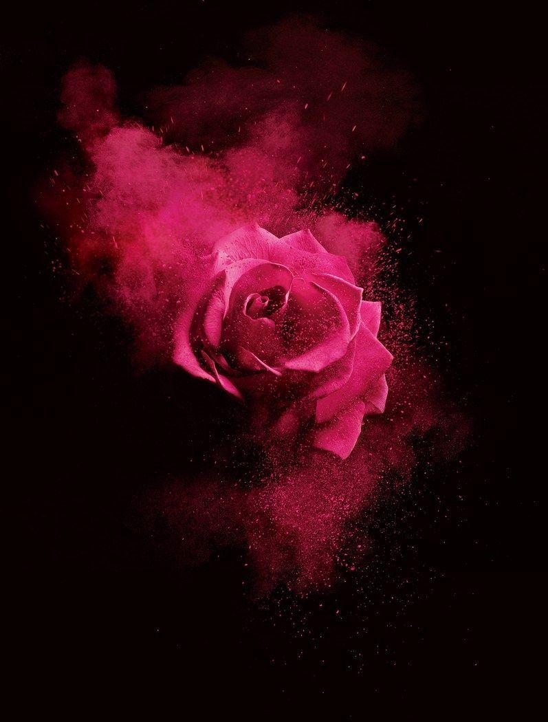Lancome Flower Logo - Red Plus Lun Lo Rose. Roses. Lancome rose, Rose