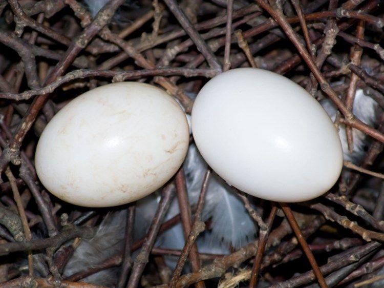 Red and White Oval Egg-Shaped Logo - Bird Egg Identification - Woodland Trust