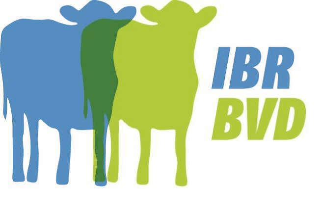 BVD Logo - IBR BVD Logo