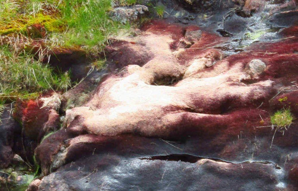 Red Blobs Logo - Photo of pink and red blobs carpeting Highland countryside prompts