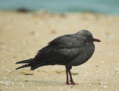 Black Gull Logo - black gull? | Seagulls | Flickr