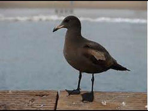 Black Gull Logo - INNER SANCTUM MYSTERIES: THE BLACK SEAGULL - OLD TIME RADIO - YouTube