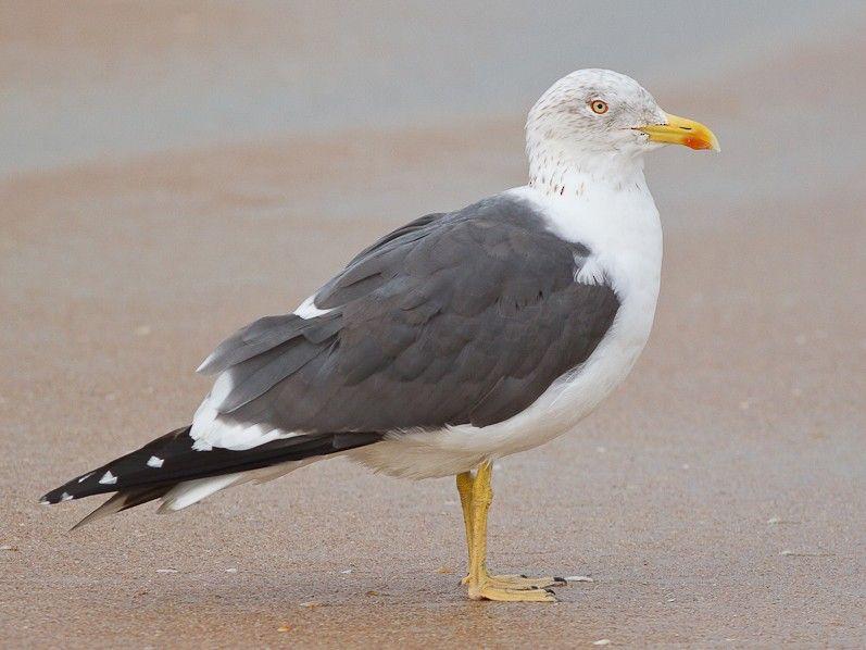 Black Gull Logo - Lesser Black Backed Gull