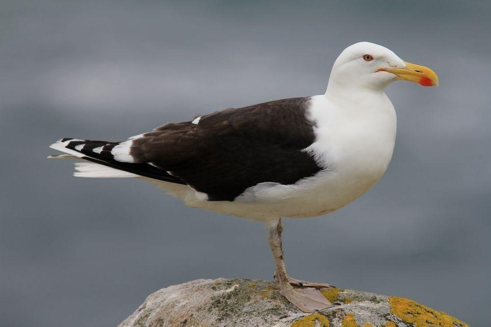 Black Gull Logo - There's No Such Thing as a Seagull?