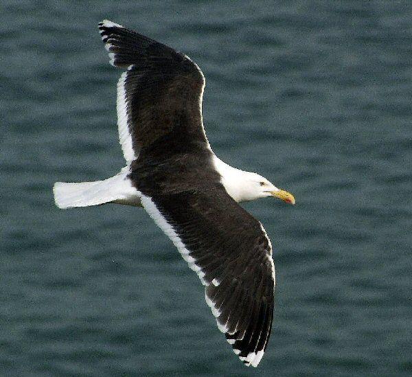 Black Gull Logo - Great Black-backed Gull