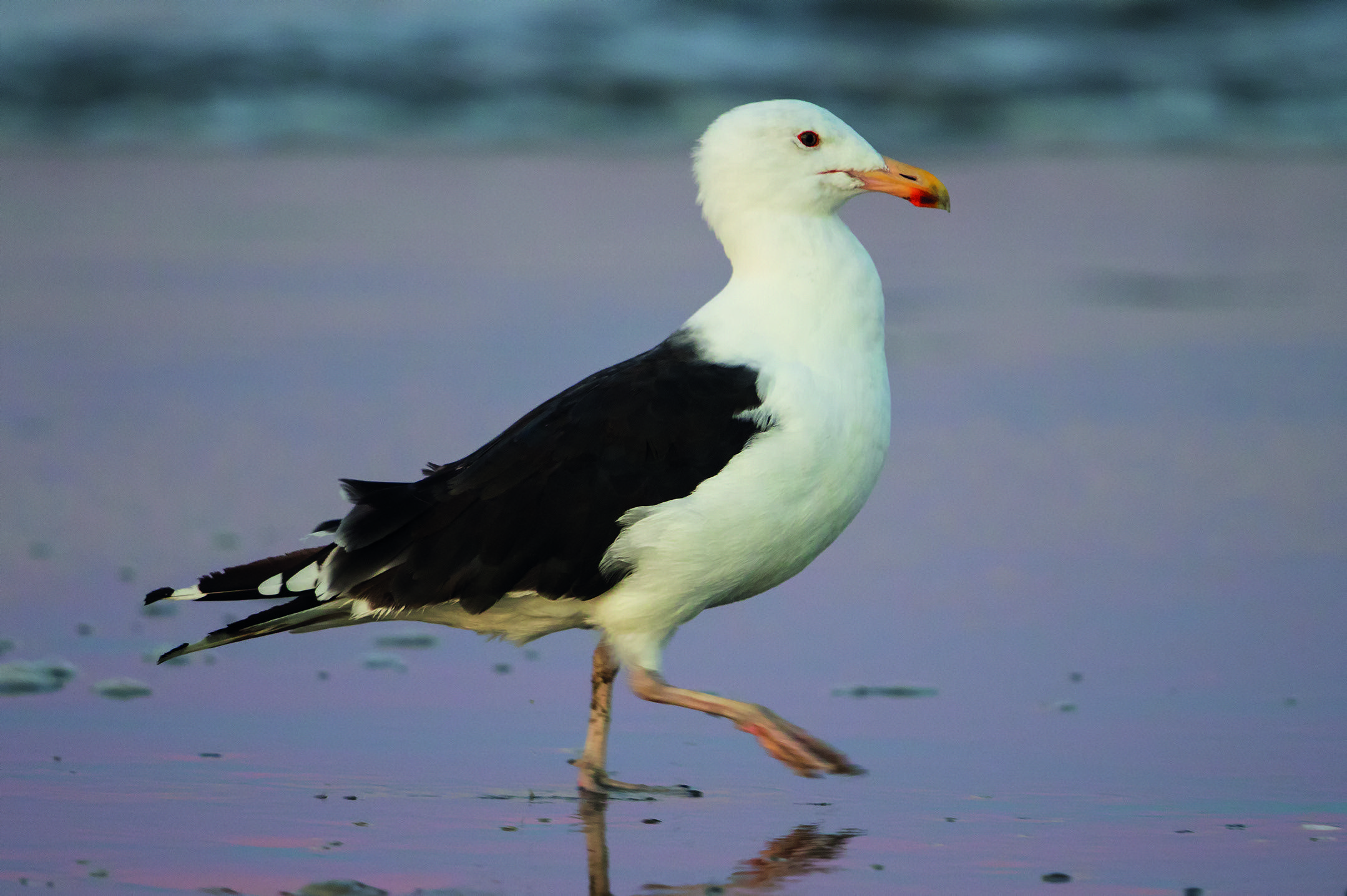 Black Gull Logo - Bird Fact Friday — the Great Black-Backed Gull | Princeton ...