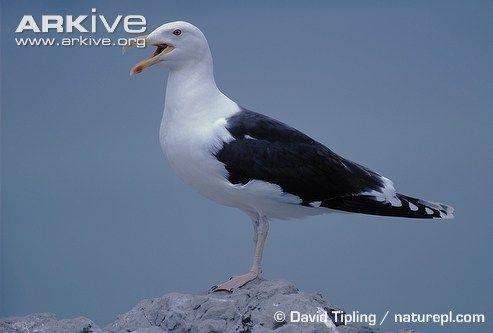 Black Gull Logo - Great black-backed gull videos, photos and facts - Larus marinus ...