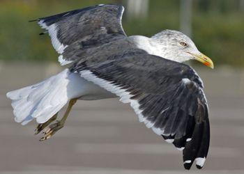 Black Gull Logo - Lesser Black Backed Gull & Intermedius