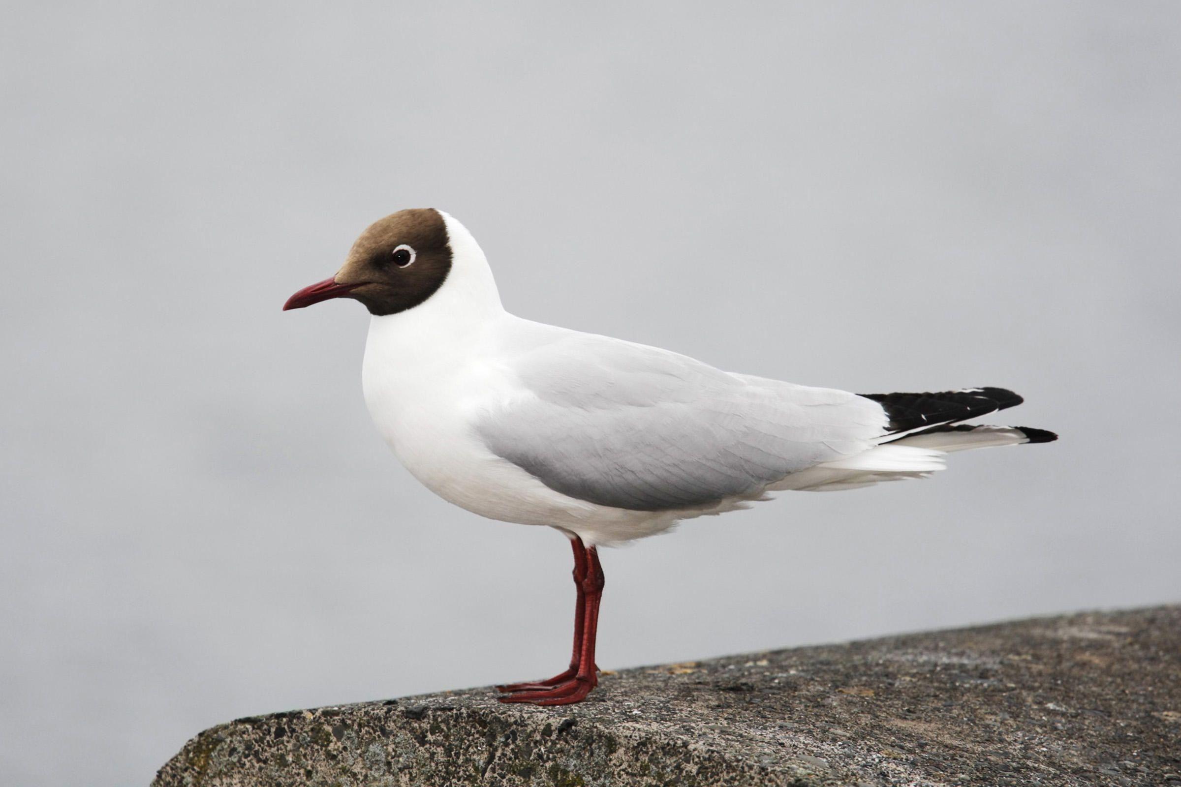 Black Gull Logo - Black-headed Gull | Audubon Field Guide