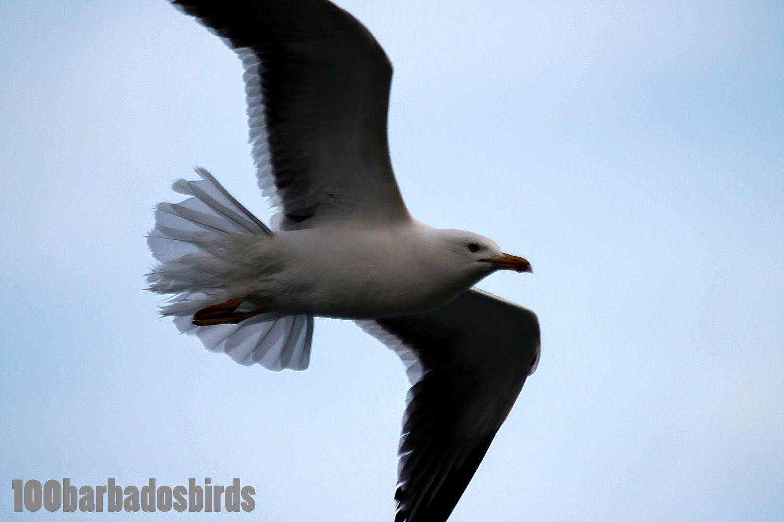 Black Gull Logo - Birds of Barbados: Bird #58: Lesser Black Blacked Gull