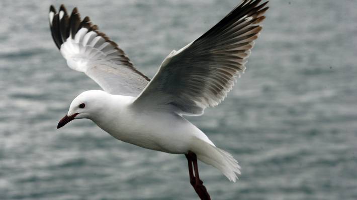 Black Gull Logo - Funding will help stop black-backed gulls threatening endangered ...