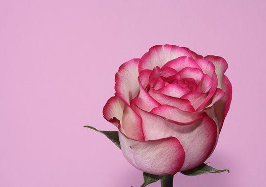 Pink Rose Flower Logo - Pink rose flowers images free stock photos download (12,368 Free ...
