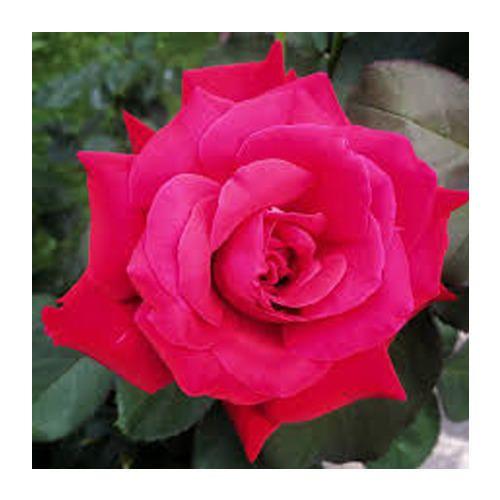 Pink Rose Flower Logo - Natural Pink Rose Flower, Gulab Ka Phool, गुलाब का फूल ...